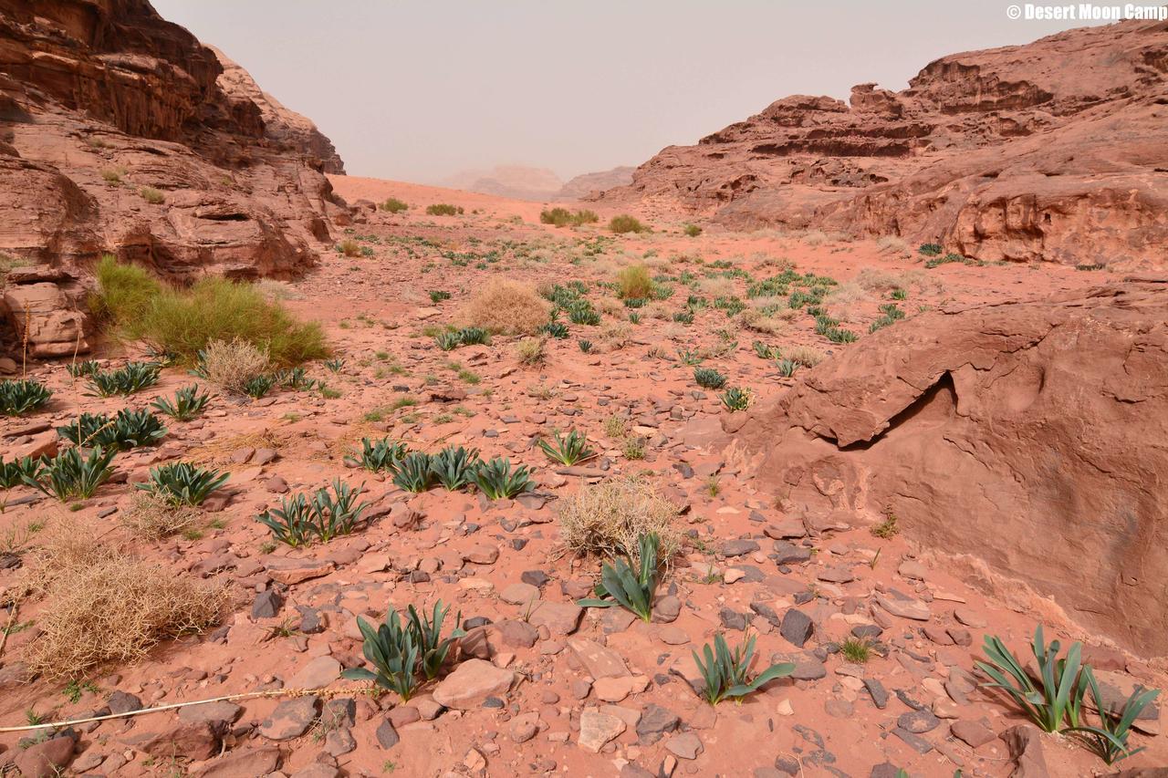 Desert Moon Camp Wadi Rum Exterior foto